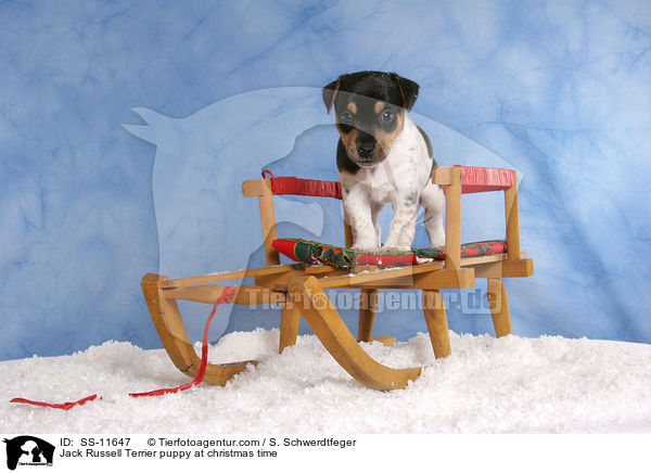 Jack Russell Terrier Welpe zur Weihnachtszeit / Jack Russell Terrier puppy at christmas time / SS-11647