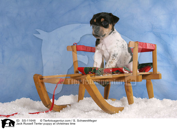 Jack Russell Terrier Welpe zur Weihnachtszeit / Jack Russell Terrier puppy at christmas time / SS-11648