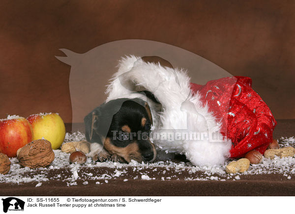 Jack Russell Terrier Welpe zur Weihnachtszeit / Jack Russell Terrier puppy at christmas time / SS-11655