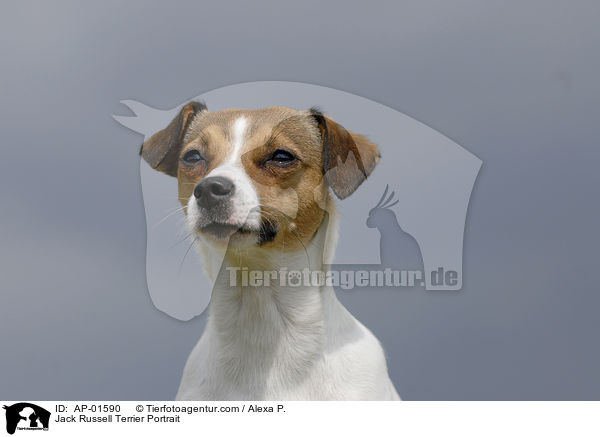 Jack Russell Terrier Portrait / Jack Russell Terrier Portrait / AP-01590