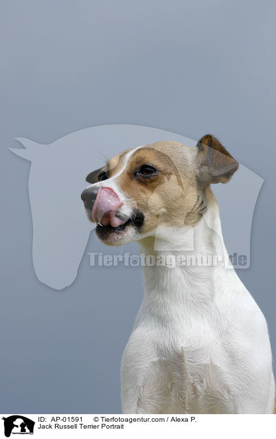 Jack Russell Terrier Portrait / Jack Russell Terrier Portrait / AP-01591