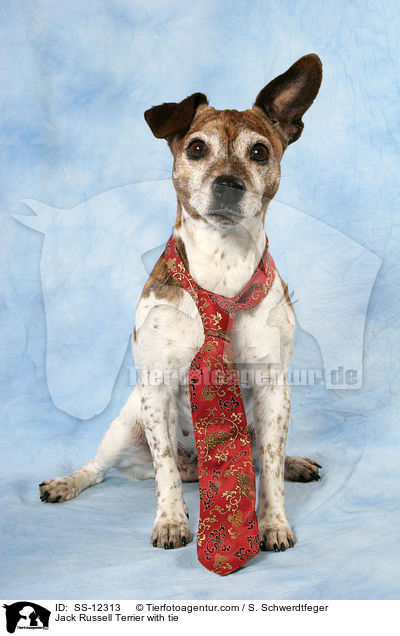 Jack Russell Terrier mit Krawatte / Jack Russell Terrier with tie / SS-12313