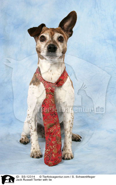 Jack Russell Terrier mit Krawatte / Jack Russell Terrier with tie / SS-12314