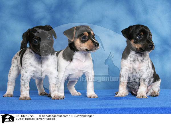 3 Jack Russell Terrier Welpen / 3 Jack Russell Terrier Puppies / SS-12723