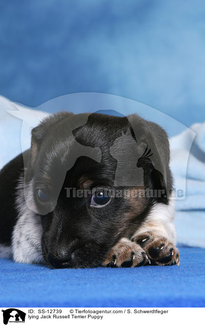 liegender Jack Russell Terrier Welpe / lying Jack Russell Terrier Puppy / SS-12739