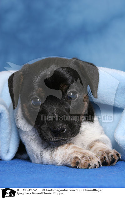 liegender Jack Russell Terrier Welpe / lying Jack Russell Terrier Puppy / SS-12741
