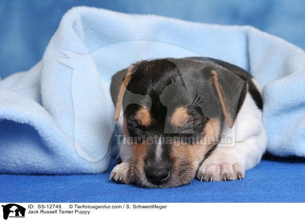 schlafender Jack Russell Terrier Welpe / Jack Russell Terrier Puppy / SS-12748
