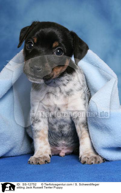 sitzendender Jack Russell Terrier Welpe / sitting Jack Russell Terrier Puppy / SS-12752