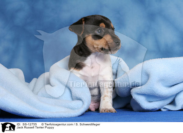 Jack Russell Terrier Puppy / SS-12755