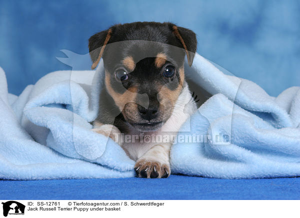 Jack Russell Terrier Welpe unter Decke / Jack Russell Terrier Puppy under basket / SS-12761