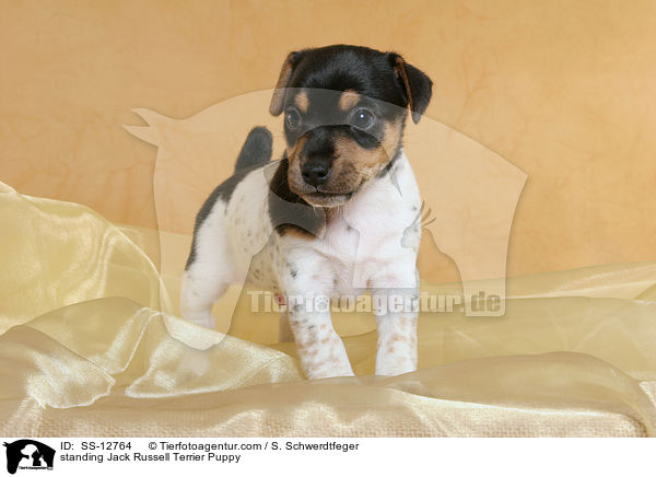 stehender Jack Russell Terrier Welpe / standing Jack Russell Terrier Puppy / SS-12764