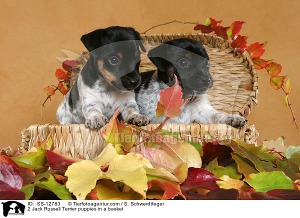 2 Jack Russell Terrier Welpen im Krbchen / 2 Jack Russell Terrier puppies in a basket / SS-12783