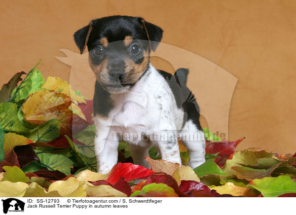 Jack Russell Terrier Welpe im Herbstlaub / Jack Russell Terrier Puppy in autumn leaves / SS-12793