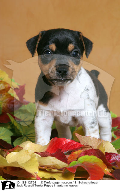 Jack Russell Terrier Welpe im Herbstlaub / Jack Russell Terrier Puppy in autumn leaves / SS-12794