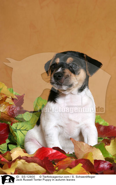 Jack Russell Terrier Welpe im Herbstlaub / Jack Russell Terrier Puppy in autumn leaves / SS-12800