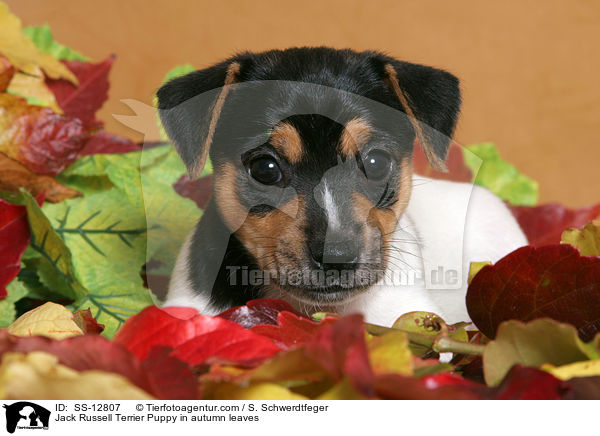 Jack Russell Terrier Welpe im Herbstlaub / Jack Russell Terrier Puppy in autumn leaves / SS-12807