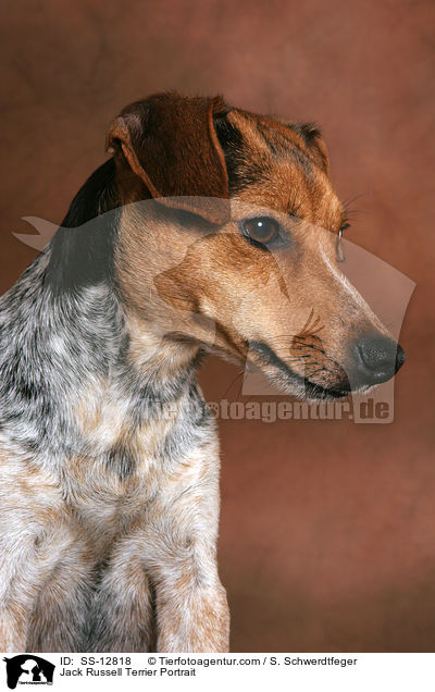 Jack Russell Terrier Portrait / Jack Russell Terrier Portrait / SS-12818