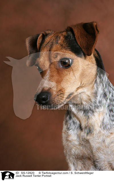 Jack Russell Terrier Portrait / Jack Russell Terrier Portrait / SS-12820