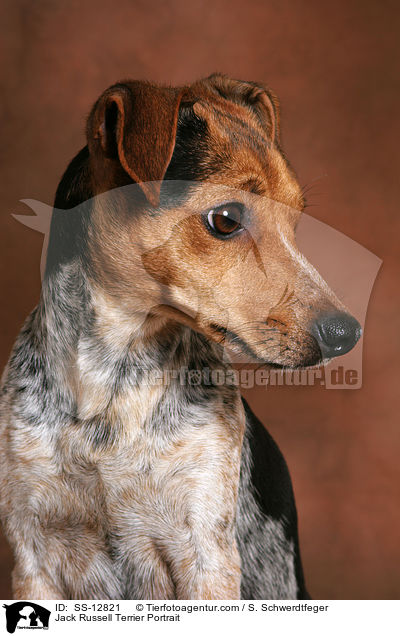 Jack Russell Terrier Portrait / Jack Russell Terrier Portrait / SS-12821