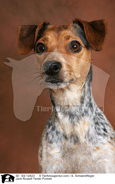 Jack Russell Terrier Portrait / Jack Russell Terrier Portrait / SS-12823