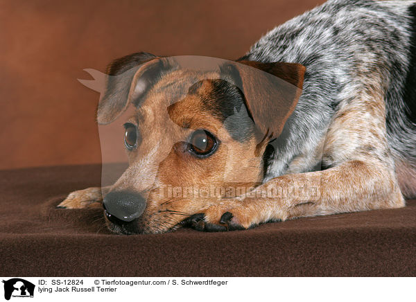 liegender Jack Russell Terrier / lying Jack Russell Terrier / SS-12824