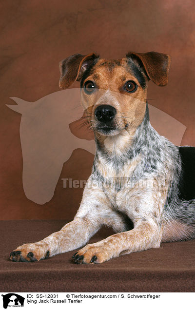 liegender Jack Russell Terrier / lying Jack Russell Terrier / SS-12831