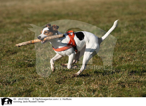 rennender Jack Russell Terrier / running Jack Russell Terrier / JH-01504