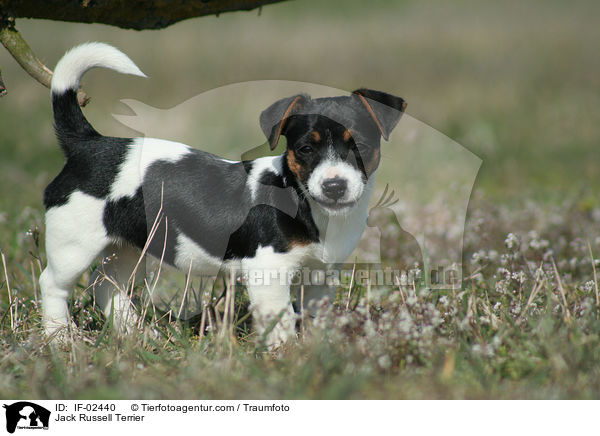 Jack Russell Terrier / Jack Russell Terrier / IF-02440