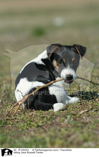 sitzender Jack Russell Terrier / sitting Jack Russell Terrier / IF-02443