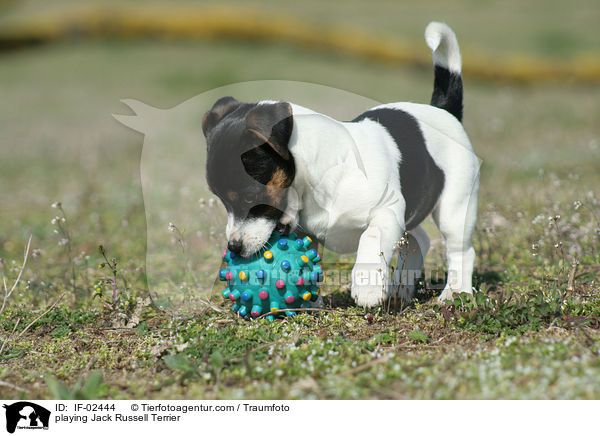 spielender Jack Russell Terrier / playing Jack Russell Terrier / IF-02444