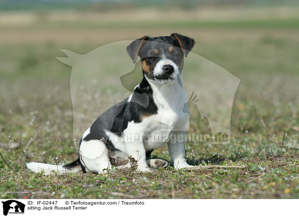 sitzender Jack Russell Terrier / sitting Jack Russell Terrier / IF-02447