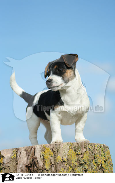 Jack Russell Terrier / Jack Russell Terrier / IF-02456
