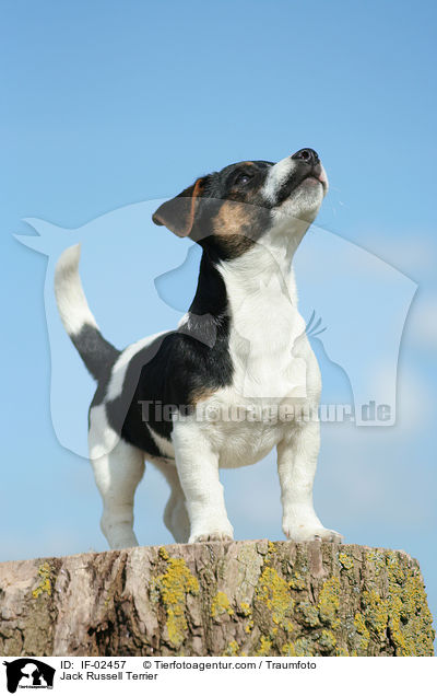 Jack Russell Terrier / Jack Russell Terrier / IF-02457