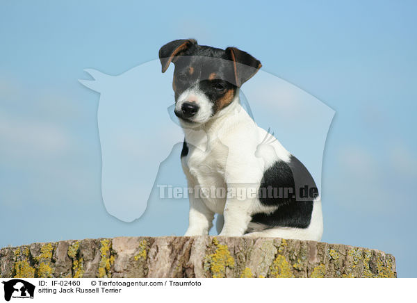 sitzender Jack Russell Terrier / sitting Jack Russell Terrier / IF-02460