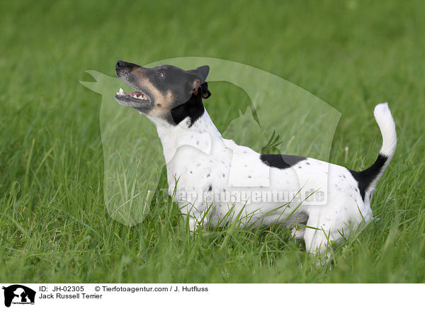 Jack Russell Terrier / Jack Russell Terrier / JH-02305