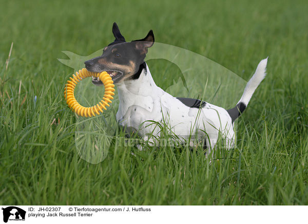 spielender Jack Russell Terrier / playing Jack Russell Terrier / JH-02307