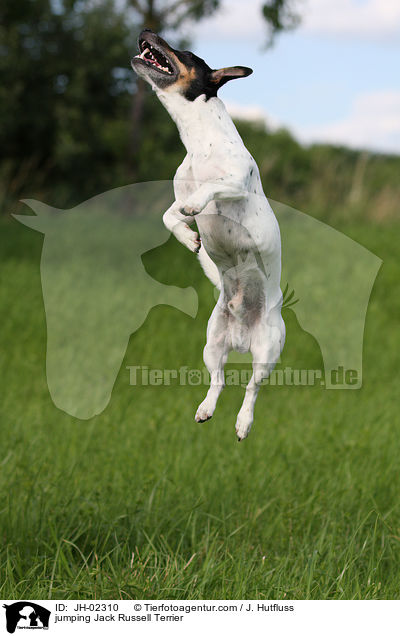 springender Jack Russell Terrier / jumping Jack Russell Terrier / JH-02310