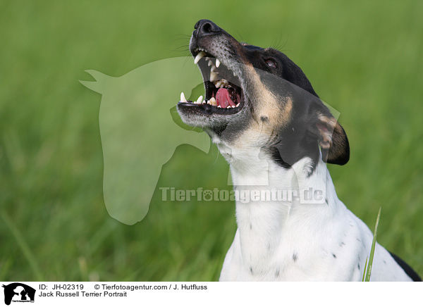 Jack Russell Terrier Portrait / Jack Russell Terrier Portrait / JH-02319