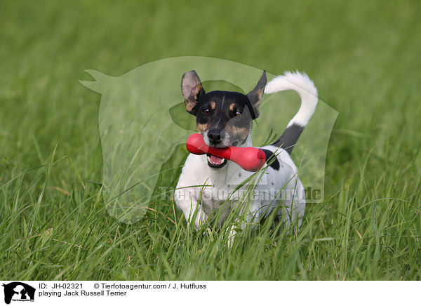 spielender Jack Russell Terrier / playing Jack Russell Terrier / JH-02321