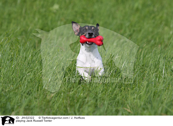 spielender Jack Russell Terrier / playing Jack Russell Terrier / JH-02322