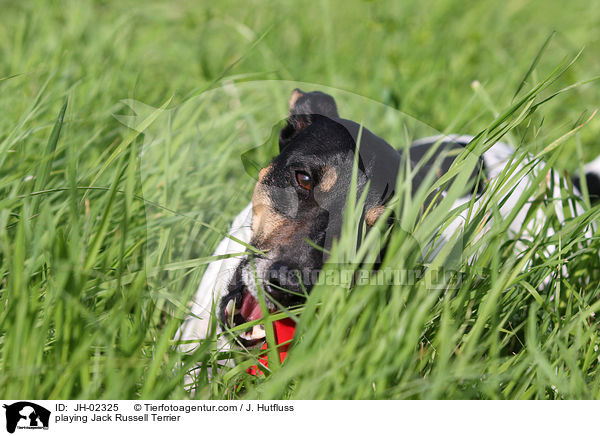 spielender Jack Russell Terrier / playing Jack Russell Terrier / JH-02325