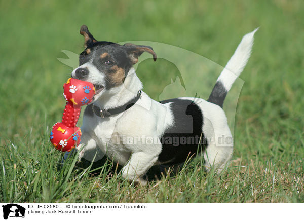 spielender Jack Russell Terrier / playing Jack Russell Terrier / IF-02580