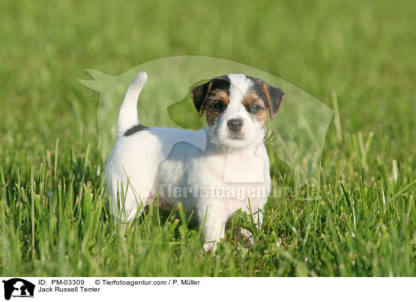 Jack Russell Terrier / PM-03309