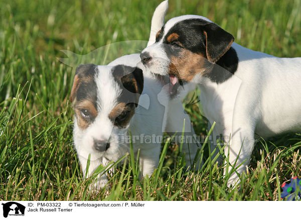 Jack Russell Terrier / PM-03322