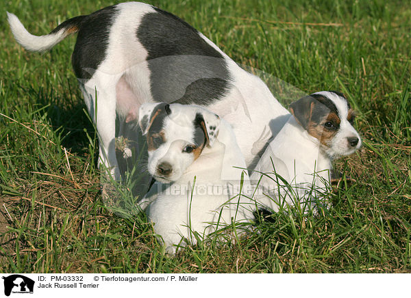 Jack Russell Terrier / Jack Russell Terrier / PM-03332