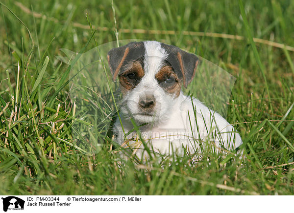 Jack Russell Terrier / Jack Russell Terrier / PM-03344