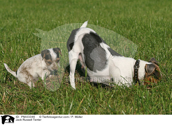 Jack Russell Terrier / Jack Russell Terrier / PM-03346