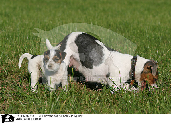 Jack Russell Terrier / Jack Russell Terrier / PM-03348
