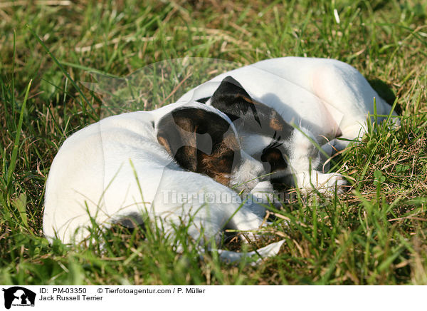 Jack Russell Terrier / Jack Russell Terrier / PM-03350