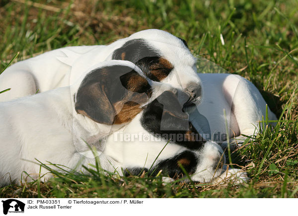 Jack Russell Terrier / Jack Russell Terrier / PM-03351